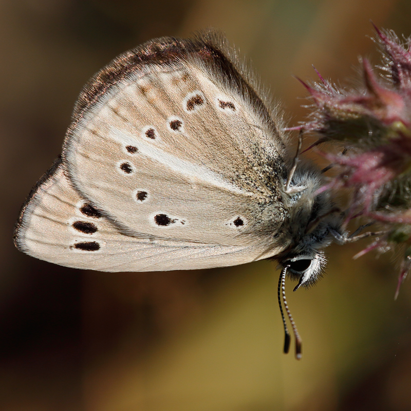 Polyommatus demavendi