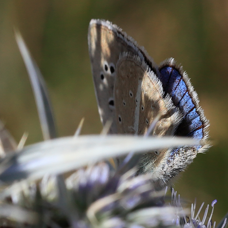 Polyommatus sp