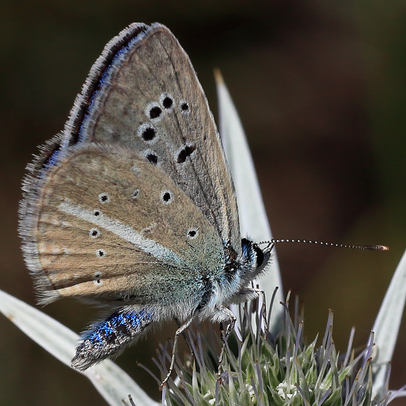 Polyommatus sp