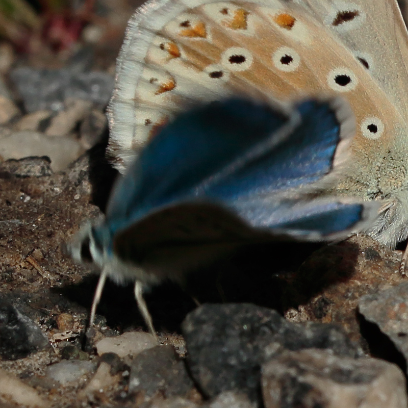 Polyommatus altivagans vaspurakani