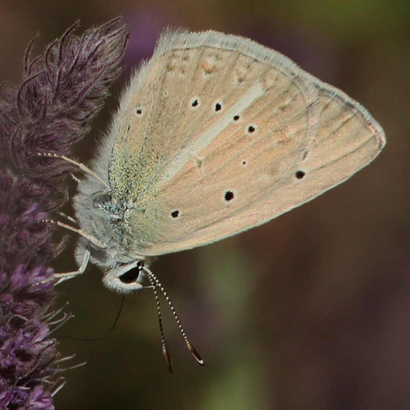 Polyommatus sp