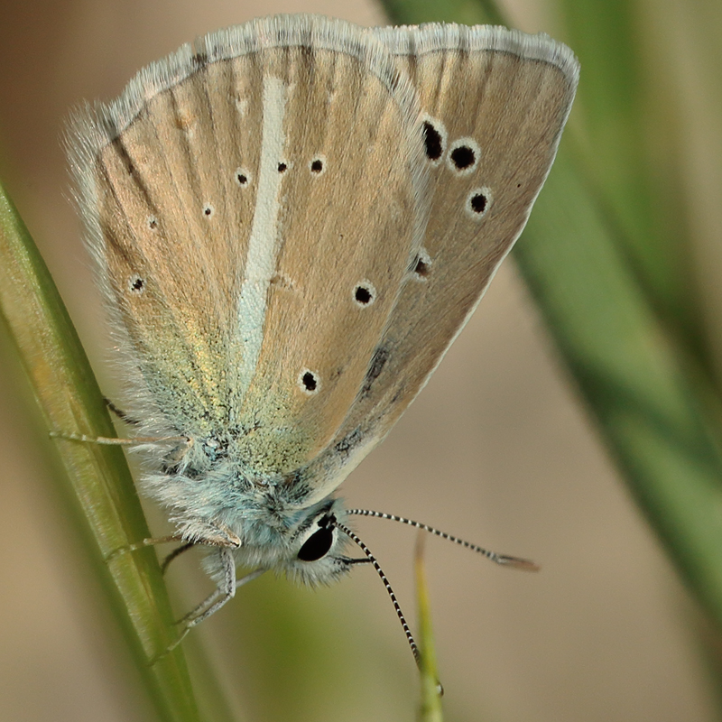 Polyommatus zapvadi