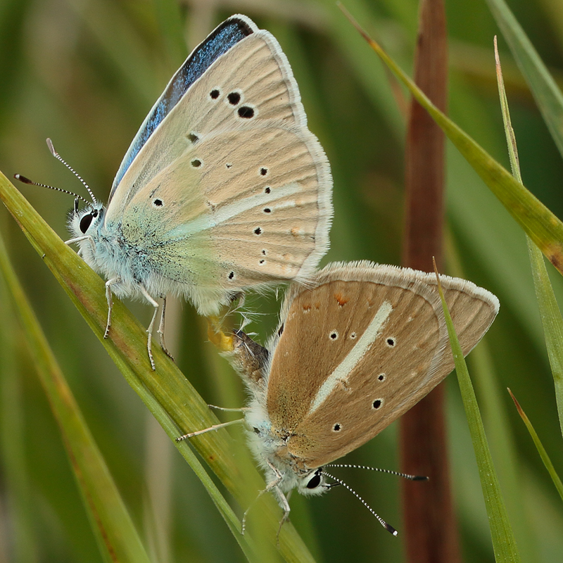 Polyommatus turcicolus