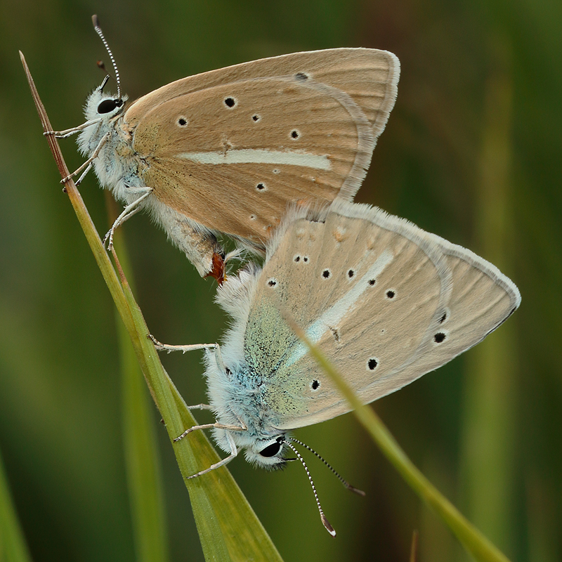 Polyommatus turcicolus