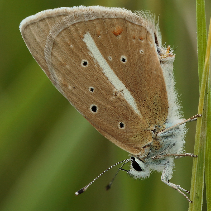 Polyommatus turcicolus