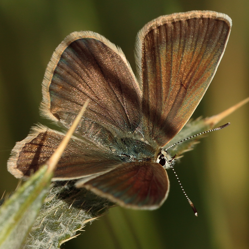 Polyommatus zapvadi