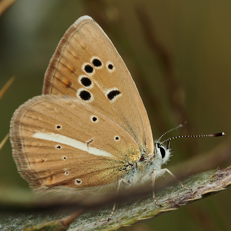 Polyommatus zapvadi