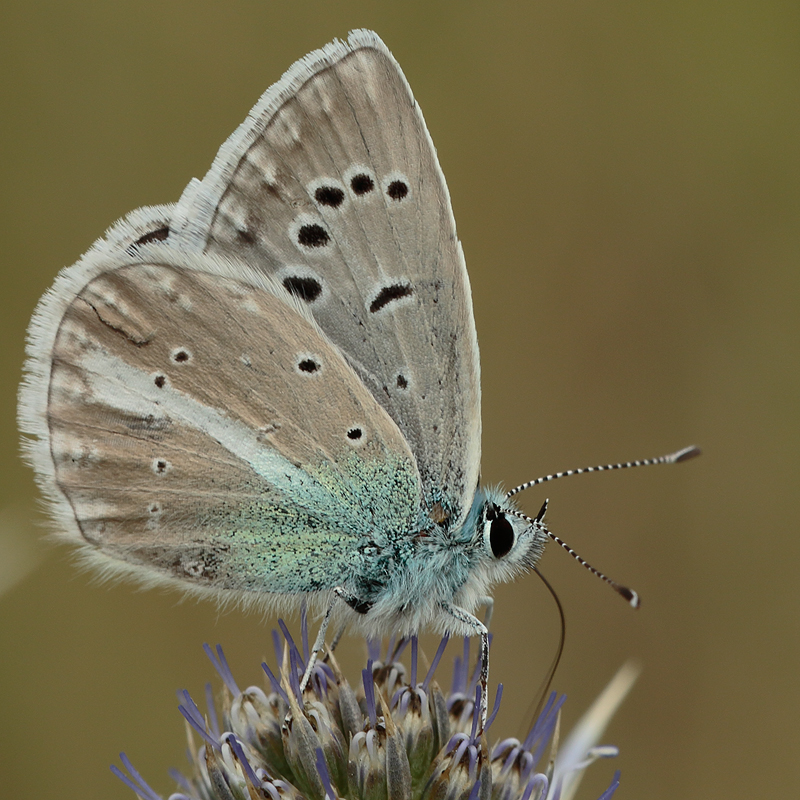 Polyommatus phigenia