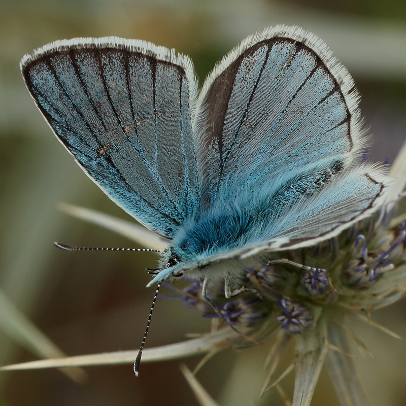 Polyommatus phigenia