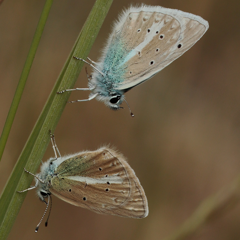 Polyommatus vanensis