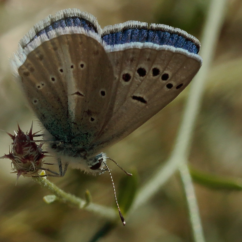 Polyommatus haigi