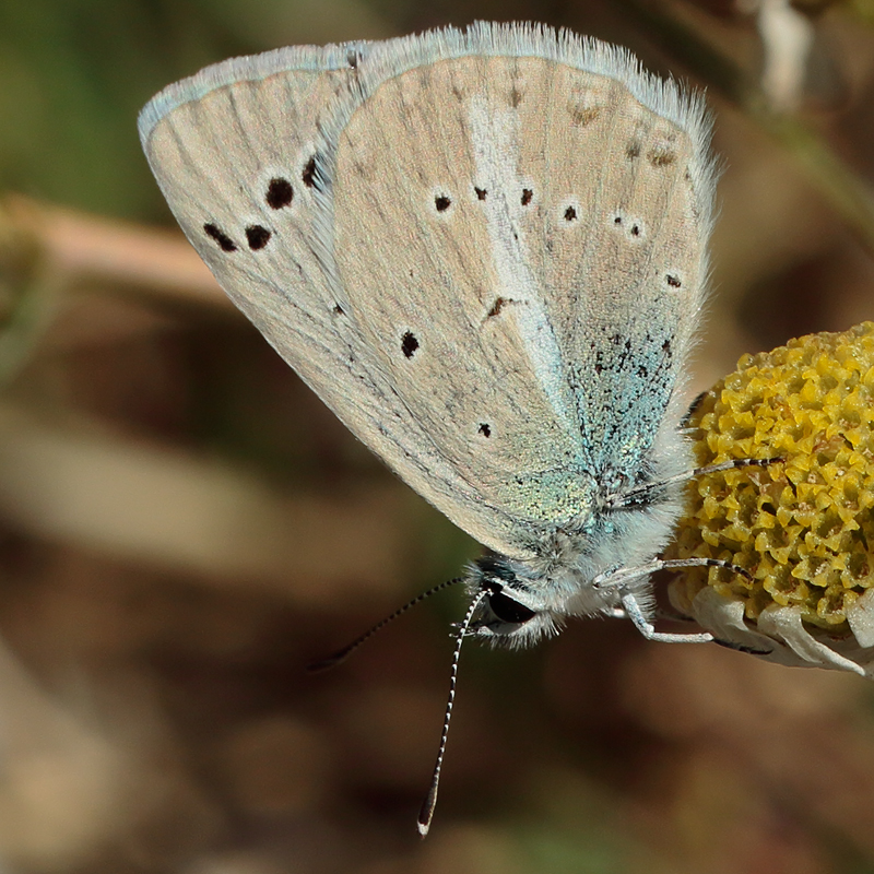 Polyommatus haigi