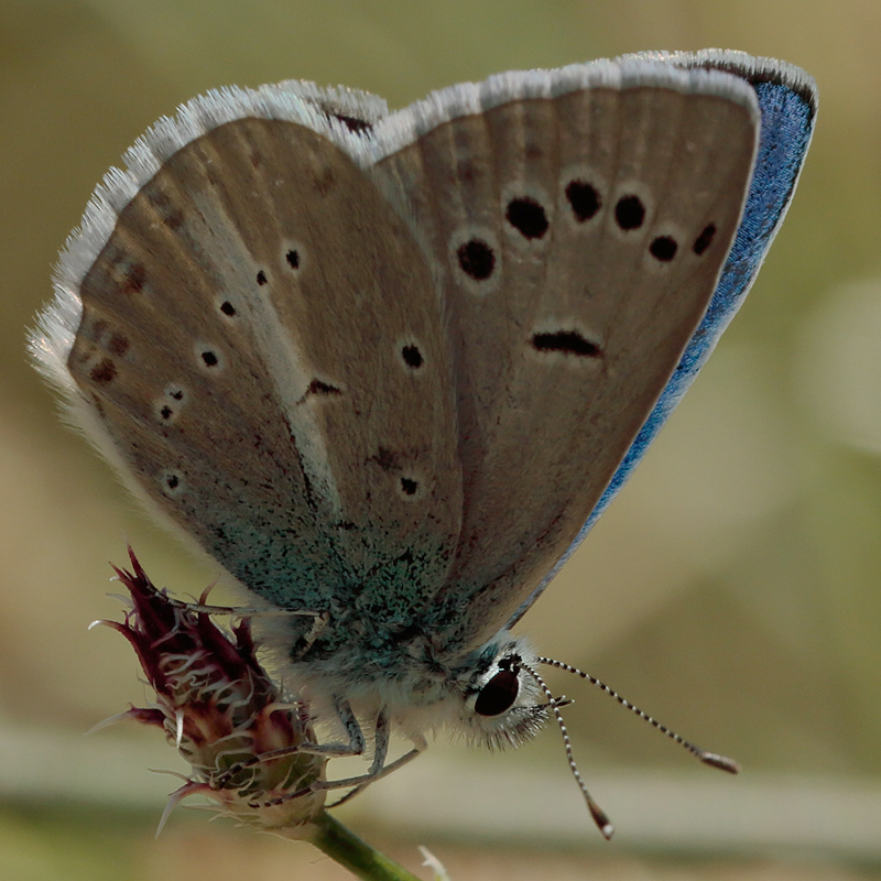 Polyommatus haigi