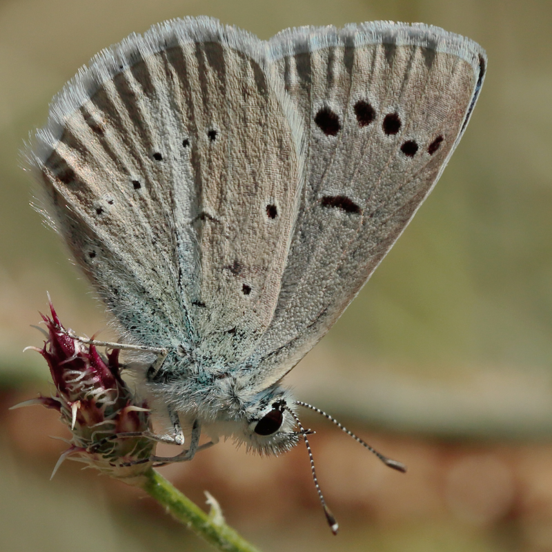 Polyommatus haigi