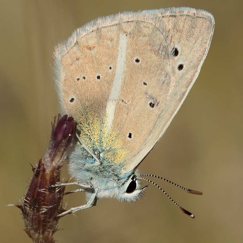 Polyommatus zapvadi