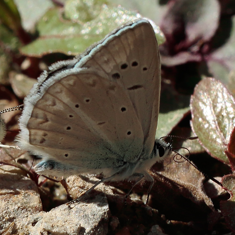 Polyommatus pierceae