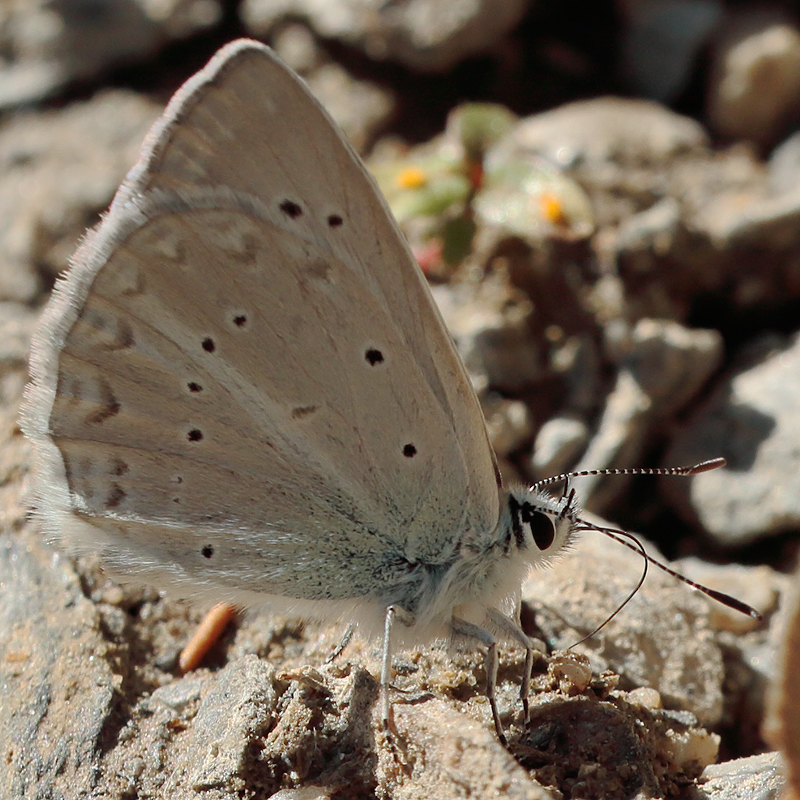 Polyommatus pierceae