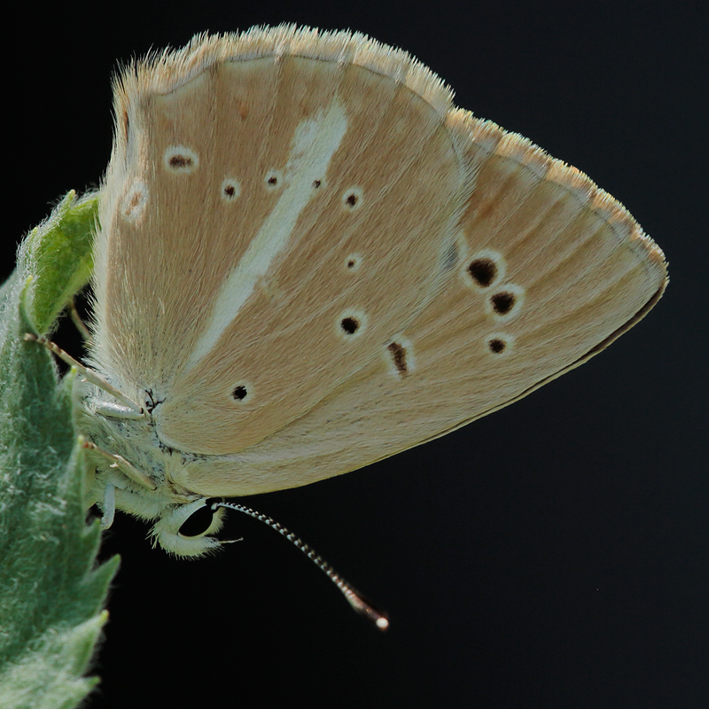 Polyommatus alcestis