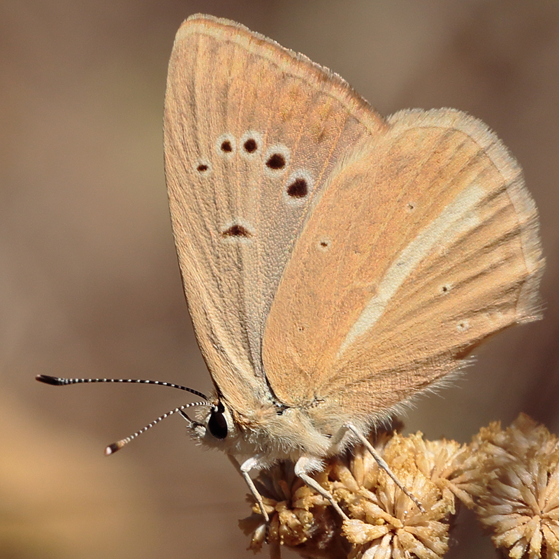 Polyommatus alcestis