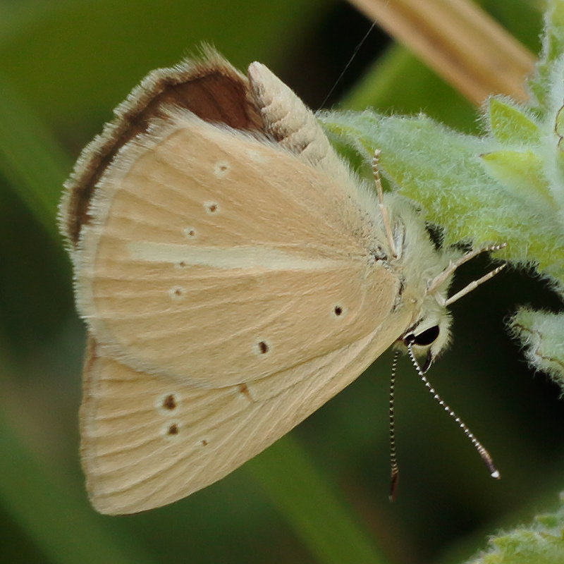 Polyommatus mithridates