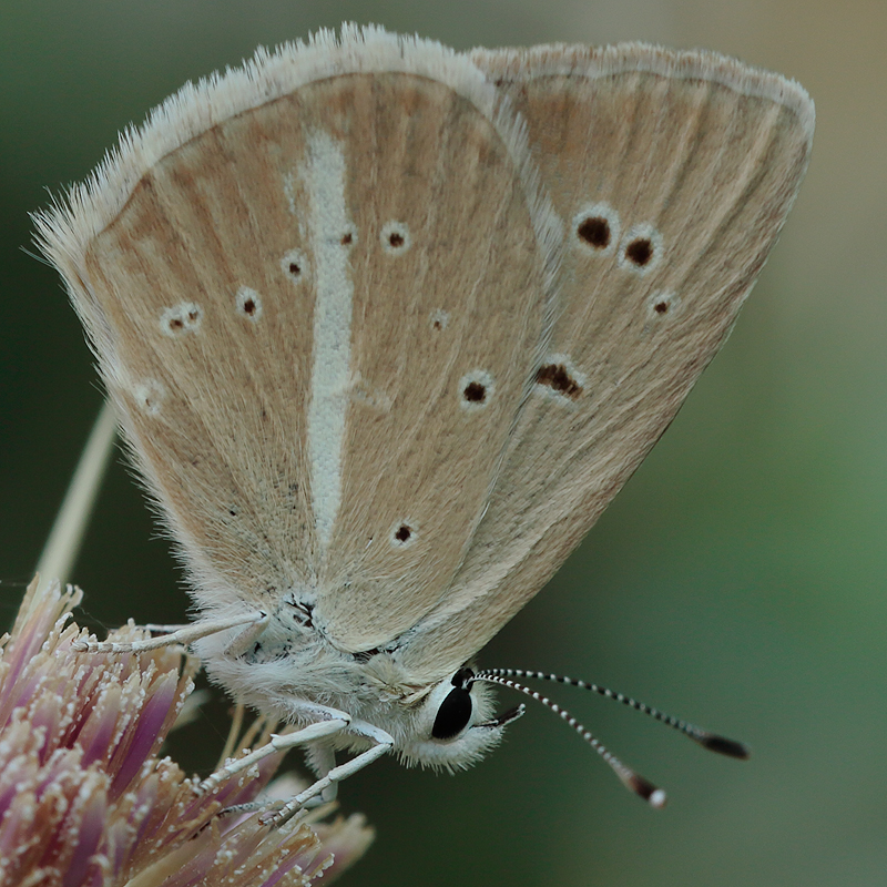 Polyommatus alcestis