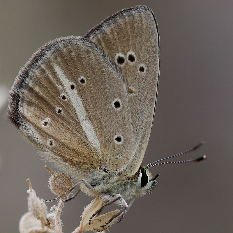 Polyommatus interjectus