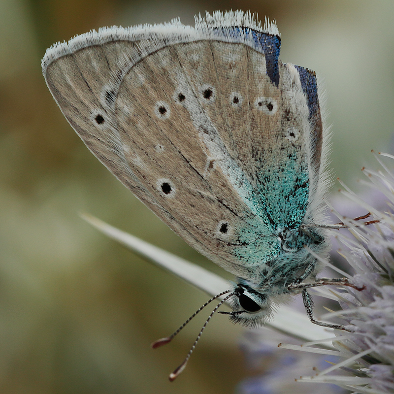 Polyommatus haigi