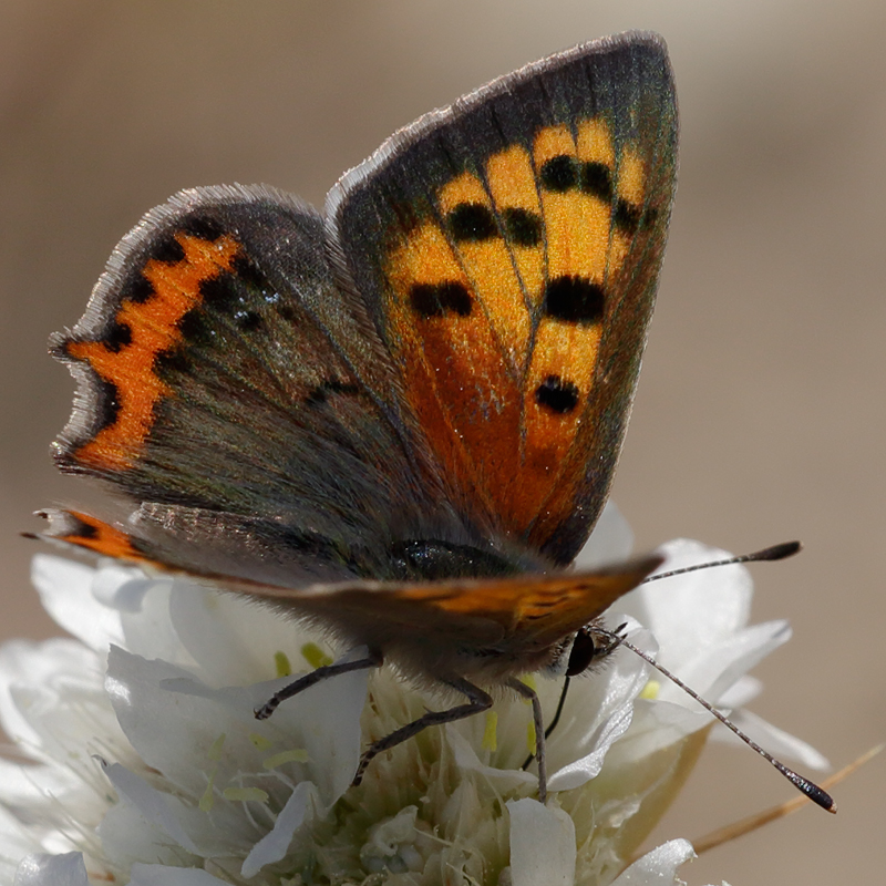 Lycaena phlaeas