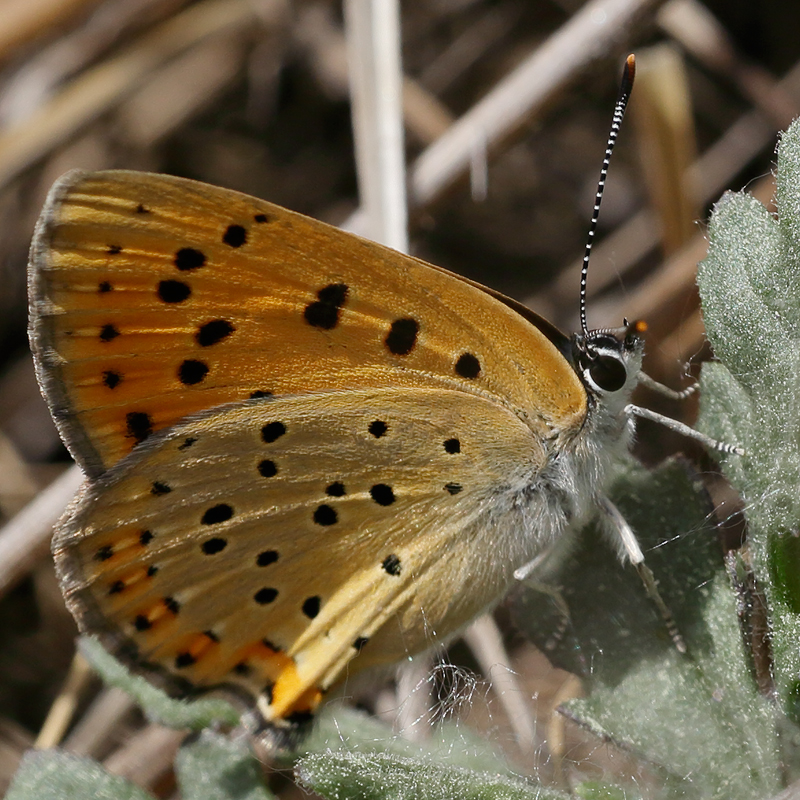 Lycaena alciphron (gordius)