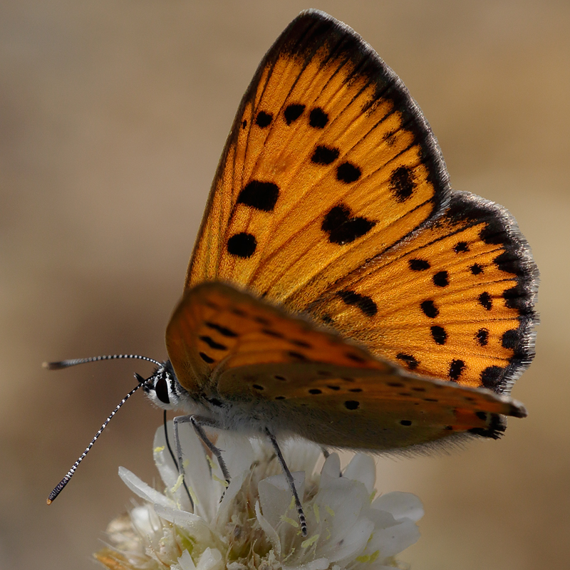 Lycaena alciphron (gordius)