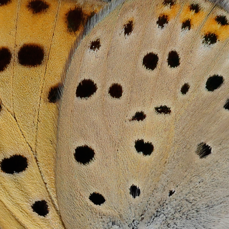 Lycaena alciphron (gordius)