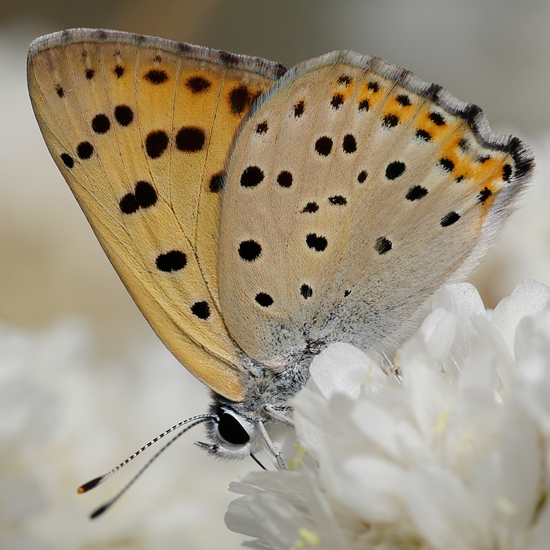 Lycaena alciphron (gordius)