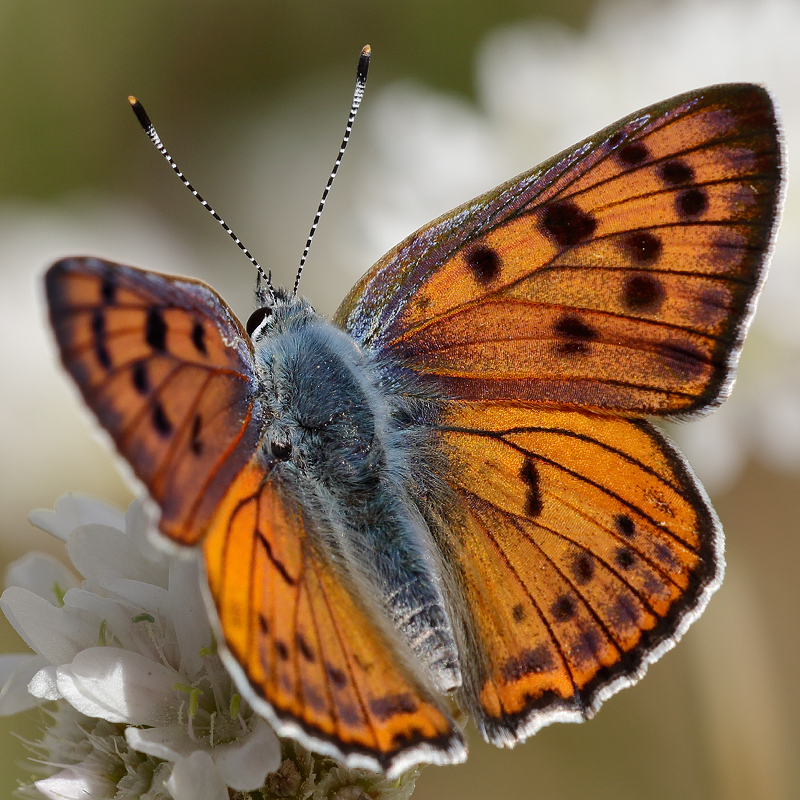 Lycaena alciphron (gordius)