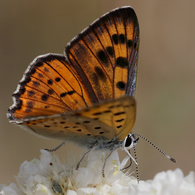 Lycaena alciphron (gordius)