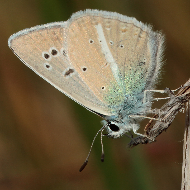 Polyommatus zapvadi