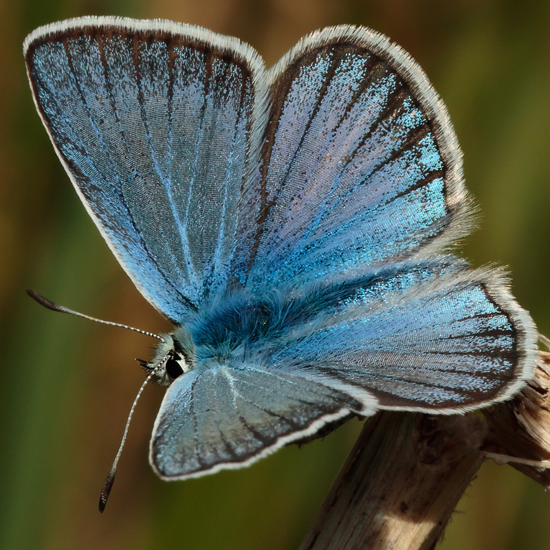 Polyommatus zapvadi