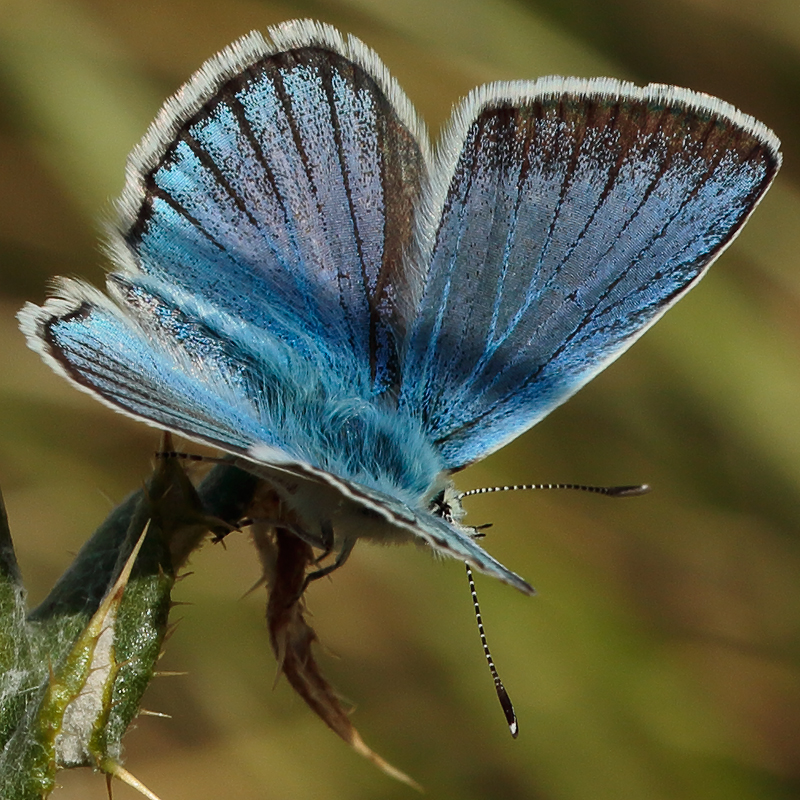 Polyommatus pierceae