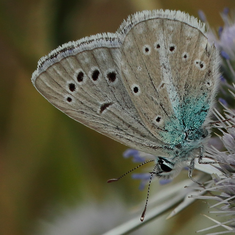 Polyommatus haigi