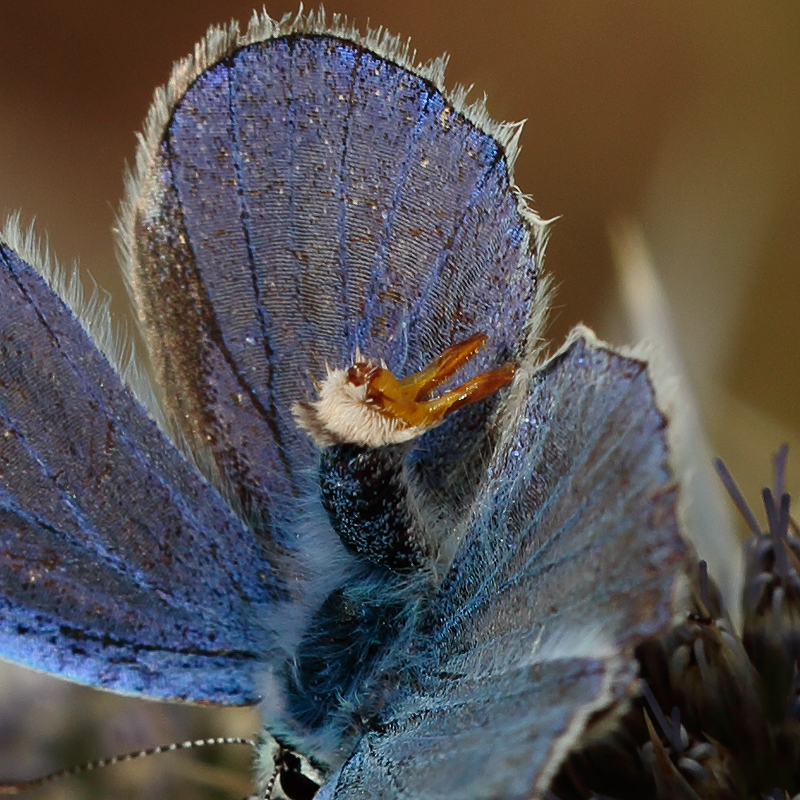 Polyommatus haigi