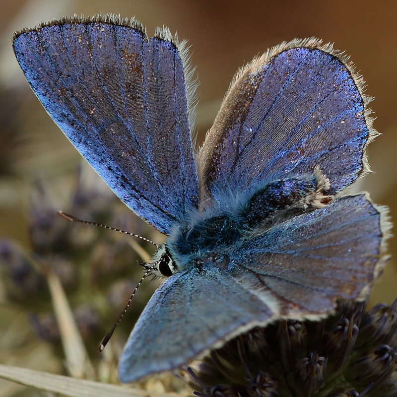 Polyommatus haigi