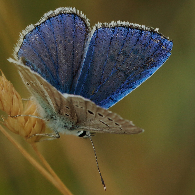 Polyommatus haigi