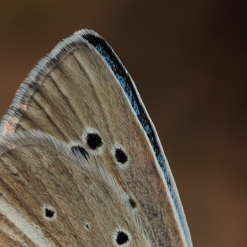 Polyommatus sp