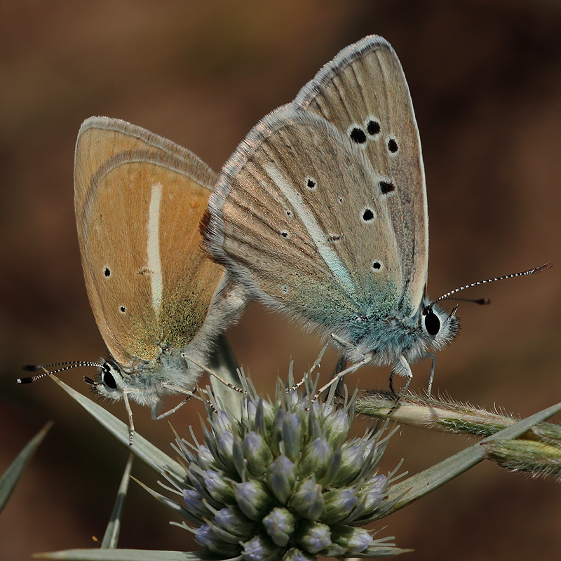 Polyommatus sp