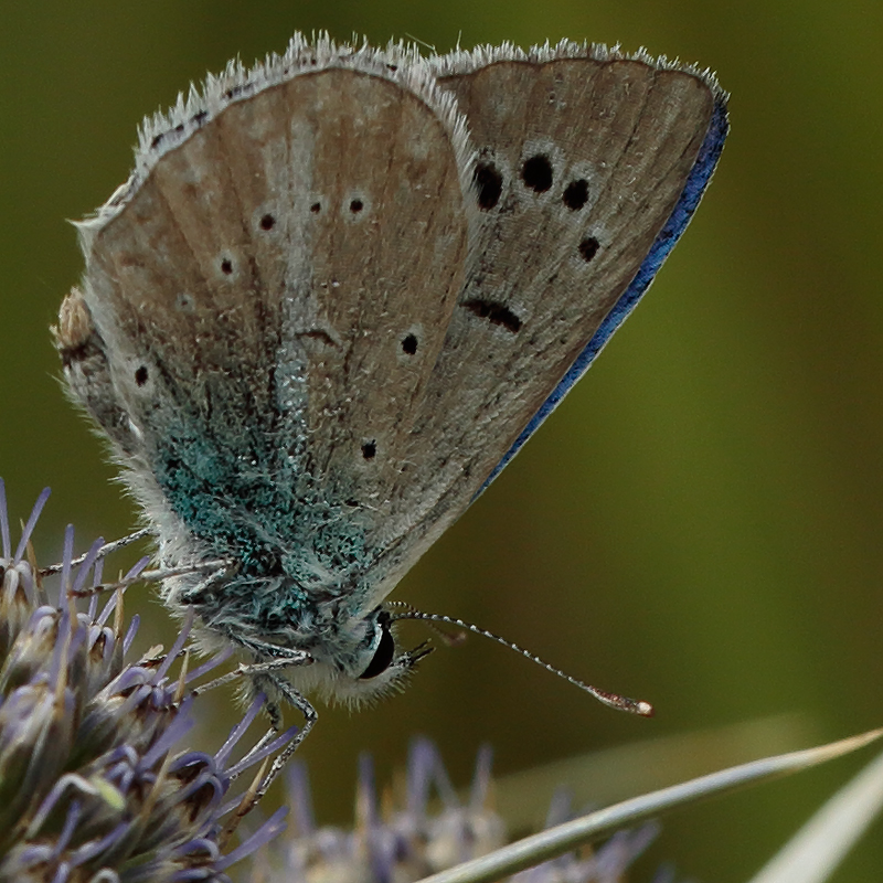 Polyommatus haigi