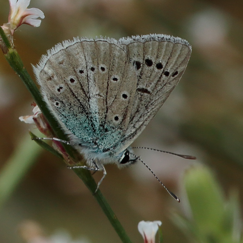 Polyommatus haigi