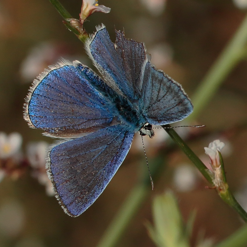 Polyommatus haigi