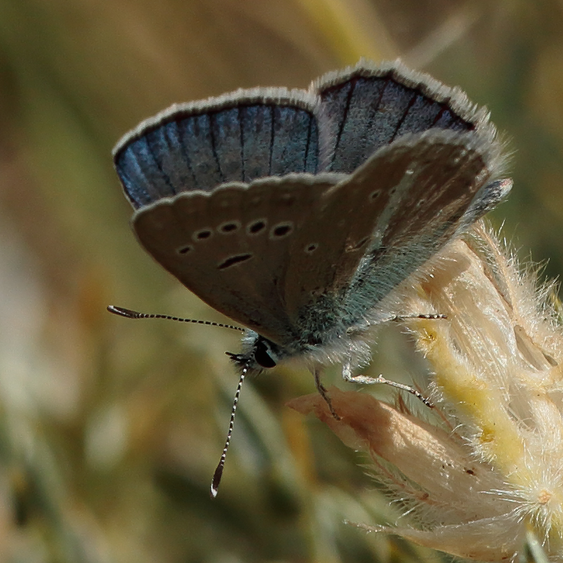 Polyommatus cyaneus