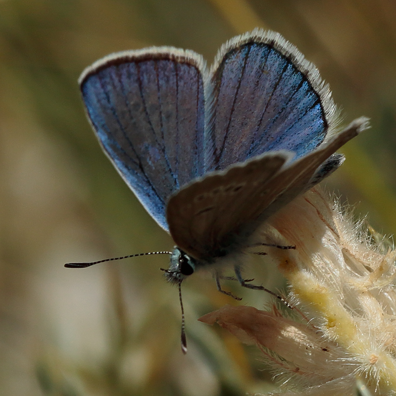 Polyommatus cyaneus