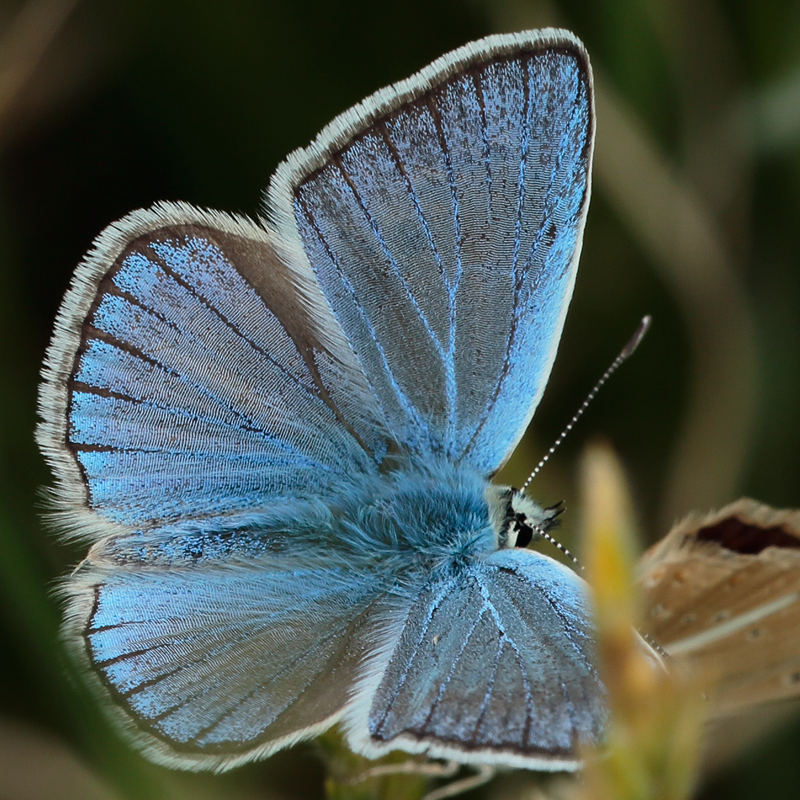 Polyommatus pierceae