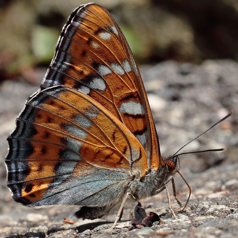 Limenitis populi